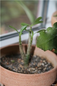 79b819dd-IMG_6499 adenium.jpg